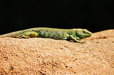 green lizard on brown sand thumbnail