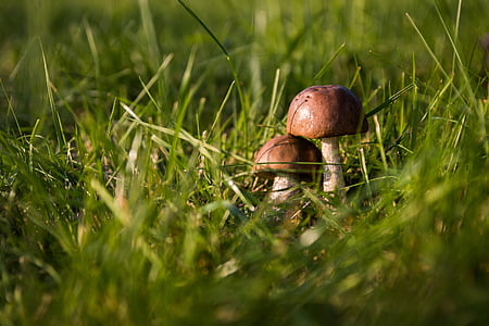 selective focus photograph of two brown mushroom thumbnail