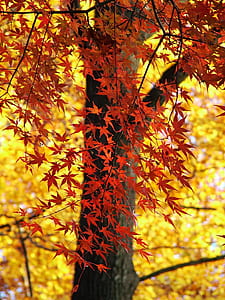 orange leaf on tree thumbnail