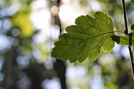 selective focus photography of green leaf thumbnail