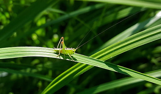 selective focus photography of green grasshopper perched on green leafed plant thumbnail