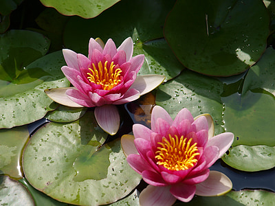 two pink lotus flowers on body of water thumbnail