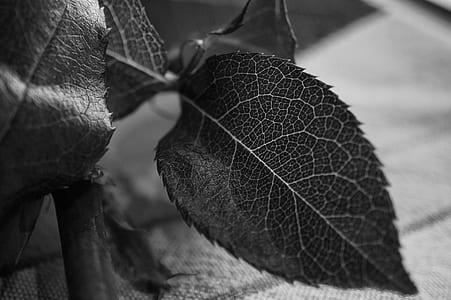 grayscale photo of leaf plant thumbnail