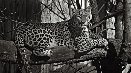 grayscale photography of jaguar resting on tree branch thumbnail