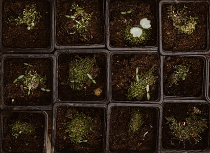 green plants in flat lay photography thumbnail