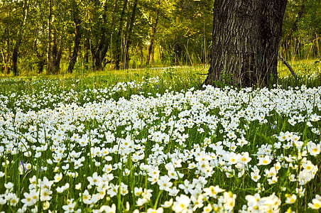 white flower field with large black tree thumbnail