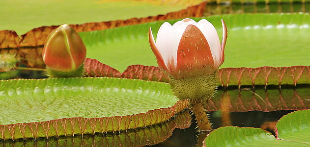 green and pink petaled flower thumbnail