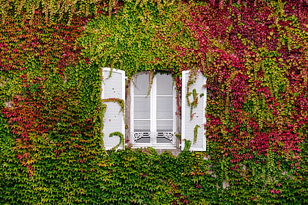 white window surrounded by green and maroon leafed wall thumbnail