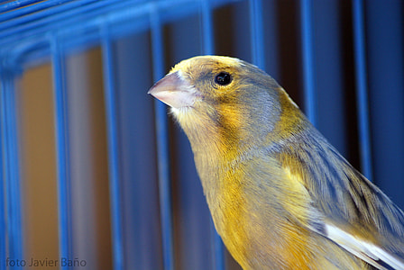 yellow and gray bird thumbnail