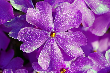purple 5-petaled flowers closeup photography thumbnail