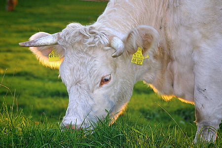white cow eating grass thumbnail