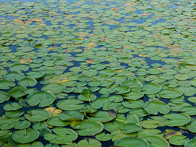 green lily thumbnail