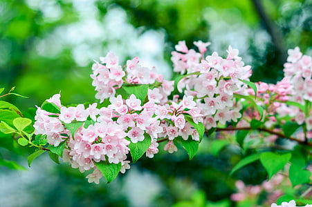 shallow focus photography of pink flowers thumbnail