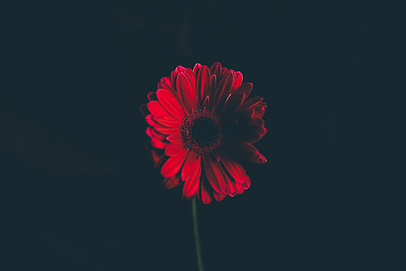 macro shot of red lower thumbnail