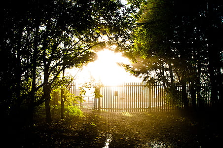 silhouette of house gate surrounded by trees during golden thumbnail