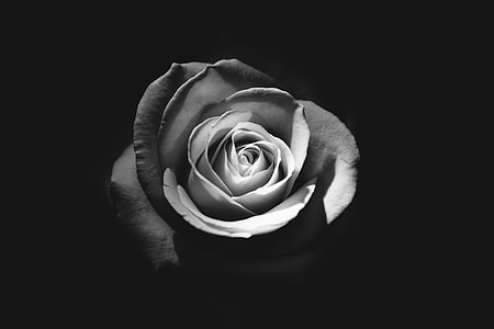 grayscale photo of rose flower thumbnail
