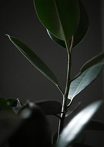 closeup photo of rubber fig thumbnail