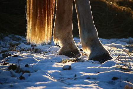 horse on snow field thumbnail