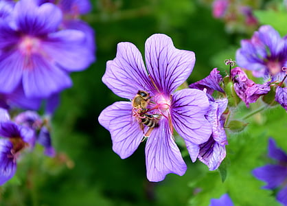 brown bee on purple flower thumbnail