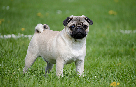 fawn pug standing on green grassfield thumbnail