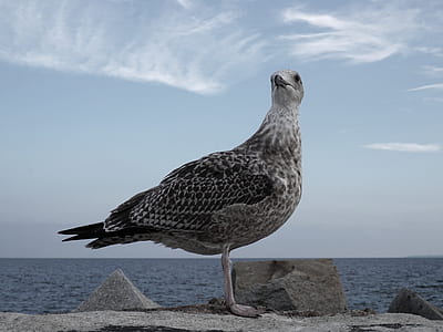 grey bird beside body of water thumbnail