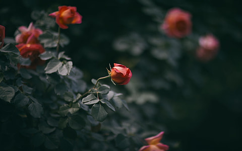 red roses thumbnail