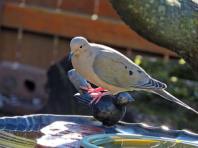 gray bird with red feet on black concrete bird figurine at daytime thumbnail
