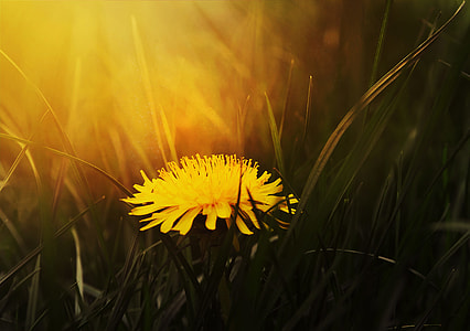 closeup photo of yellow petaled flowers thumbnail