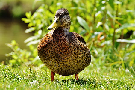 brown duck standing on grass thumbnail