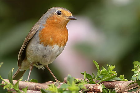 gray and orange bird on brown tree branch thumbnail