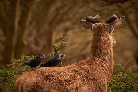 two black bird on brown deer thumbnail