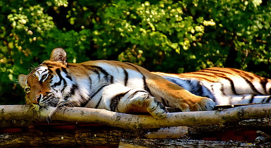 tiger lying on tree thumbnail
