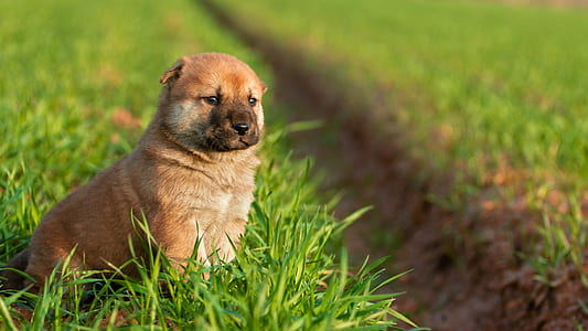 short-coated brown puppy on green grass field close-up photo thumbnail