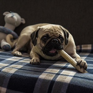 fawn pug biting stick thumbnail