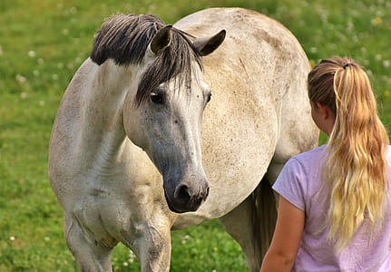 white and gray horse thumbnail