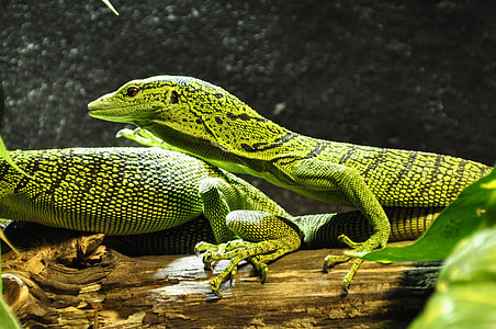 two green-and- black geckos thumbnail