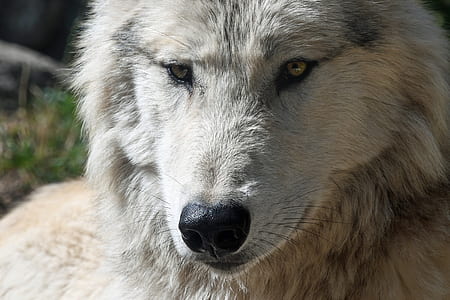 portrait photo of wolf thumbnail