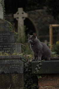 selective focus photo of gray cat thumbnail
