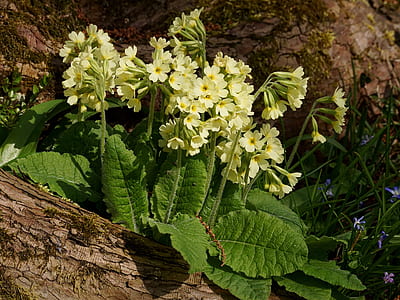 yellow petaled flowers near tree trunk thumbnail