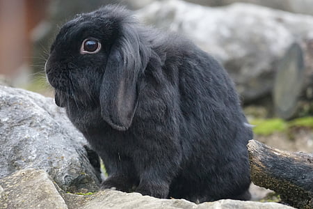 black rabbit thumbnail