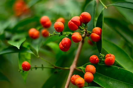 Close-up of Berry on Tree thumbnail