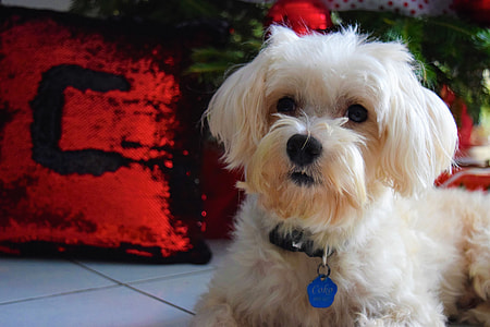 Maltese puppy in collar on marble tile thumbnail