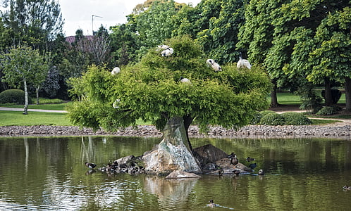 green leafed in the middle on pond thumbnail