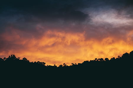 silhouette photo of trees thumbnail