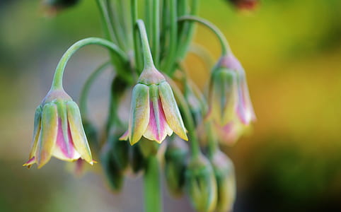 closeup photo of pink-and-yellow petaled flowers thumbnail