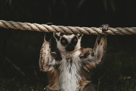 white and brown animal holding on brown rope thumbnail