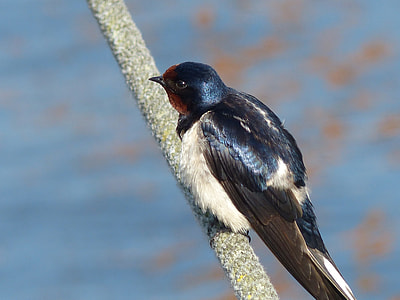selective focus photo of bird perching on rope thumbnail