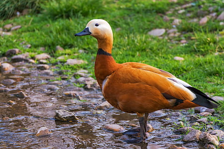 brown and white duck on water during daytime thumbnail