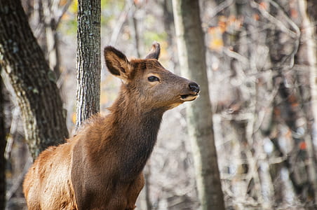 Selective Focus Photography of Brown Deer in Forest thumbnail