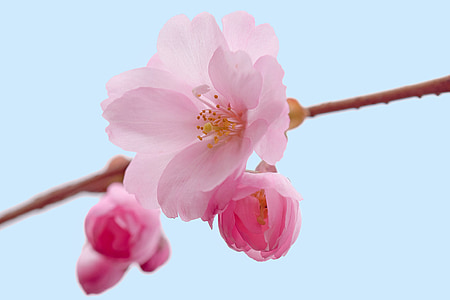 pink cherry blossoms closeup photography thumbnail
